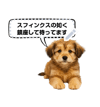 できる不動産営業犬 琥珀のメッセージ（個別スタンプ：8）