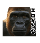 ウッホウッホ頑張るゴリラ【爆笑・面白い】（個別スタンプ：1）