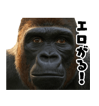 ウッホウッホ頑張るゴリラ【爆笑・面白い】（個別スタンプ：2）