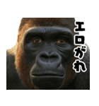 ウッホウッホ頑張るゴリラ【爆笑・面白い】（個別スタンプ：3）
