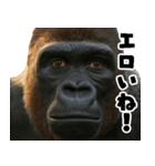 ウッホウッホ頑張るゴリラ【爆笑・面白い】（個別スタンプ：4）