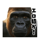 ウッホウッホ頑張るゴリラ【爆笑・面白い】（個別スタンプ：5）