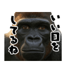 ウッホウッホ頑張るゴリラ【爆笑・面白い】（個別スタンプ：6）