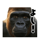 ウッホウッホ頑張るゴリラ【爆笑・面白い】（個別スタンプ：7）
