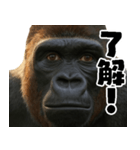ウッホウッホ頑張るゴリラ【爆笑・面白い】（個別スタンプ：9）