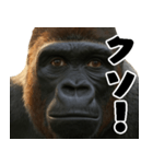 ウッホウッホ頑張るゴリラ【爆笑・面白い】（個別スタンプ：12）