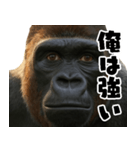 ウッホウッホ頑張るゴリラ【爆笑・面白い】（個別スタンプ：13）