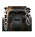ウッホウッホ頑張るゴリラ【爆笑・面白い】（個別スタンプ：14）
