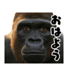 ウッホウッホ頑張るゴリラ【爆笑・面白い】（個別スタンプ：16）