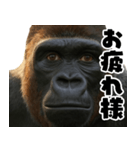 ウッホウッホ頑張るゴリラ【爆笑・面白い】（個別スタンプ：17）