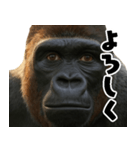 ウッホウッホ頑張るゴリラ【爆笑・面白い】（個別スタンプ：19）