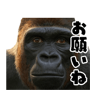 ウッホウッホ頑張るゴリラ【爆笑・面白い】（個別スタンプ：20）