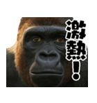 ウッホウッホ頑張るゴリラ【爆笑・面白い】（個別スタンプ：23）