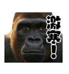 ウッホウッホ頑張るゴリラ【爆笑・面白い】（個別スタンプ：24）