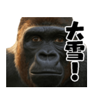 ウッホウッホ頑張るゴリラ【爆笑・面白い】（個別スタンプ：25）