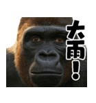 ウッホウッホ頑張るゴリラ【爆笑・面白い】（個別スタンプ：26）