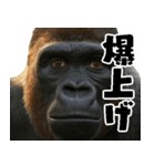 ウッホウッホ頑張るゴリラ【爆笑・面白い】（個別スタンプ：27）