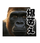 ウッホウッホ頑張るゴリラ【爆笑・面白い】（個別スタンプ：28）