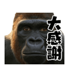 ウッホウッホ頑張るゴリラ【爆笑・面白い】（個別スタンプ：29）