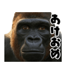 ウッホウッホ頑張るゴリラ【爆笑・面白い】（個別スタンプ：30）