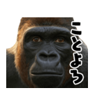 ウッホウッホ頑張るゴリラ【爆笑・面白い】（個別スタンプ：31）