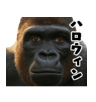 ウッホウッホ頑張るゴリラ【爆笑・面白い】（個別スタンプ：32）