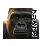 ウッホウッホ頑張るゴリラ【爆笑・面白い】（個別スタンプ：33）