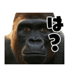 ウッホウッホ頑張るゴリラ【爆笑・面白い】（個別スタンプ：35）