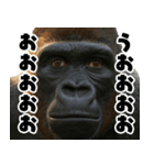 ウッホウッホ頑張るゴリラ【爆笑・面白い】（個別スタンプ：36）