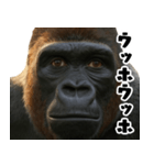 ウッホウッホ頑張るゴリラ【爆笑・面白い】（個別スタンプ：37）