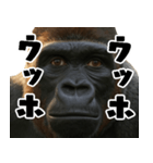 ウッホウッホ頑張るゴリラ【爆笑・面白い】（個別スタンプ：38）