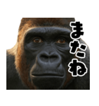 ウッホウッホ頑張るゴリラ【爆笑・面白い】（個別スタンプ：39）