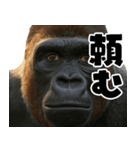 ウッホウッホ頑張るゴリラ【爆笑・面白い】（個別スタンプ：40）