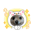 ポメラニアンのハルちゃん☆日常・挨拶（個別スタンプ：1）