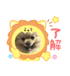 ポメラニアンのハルちゃん☆日常・挨拶（個別スタンプ：3）