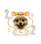 ポメラニアンのハルちゃん☆日常・挨拶（個別スタンプ：5）