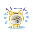 ポメラニアンのハルちゃん☆日常・挨拶（個別スタンプ：6）