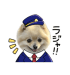 ポメラニアンのハルちゃん☆日常・挨拶（個別スタンプ：10）
