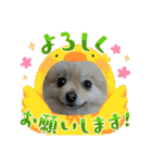 ポメラニアンのハルちゃん☆日常・挨拶（個別スタンプ：11）