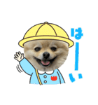 ポメラニアンのハルちゃん☆日常・挨拶（個別スタンプ：14）