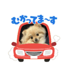 ポメラニアンのハルちゃん☆日常・挨拶（個別スタンプ：17）