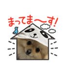 ポメラニアンのハルちゃん☆日常・挨拶（個別スタンプ：18）