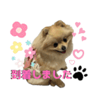 ポメラニアンのハルちゃん☆日常・挨拶（個別スタンプ：19）