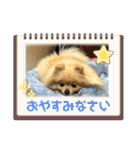 ポメラニアンのハルちゃん☆日常・挨拶（個別スタンプ：22）