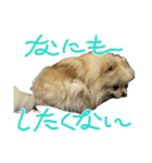 ポメラニアンのハルちゃん☆日常・挨拶（個別スタンプ：27）