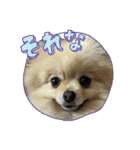 ポメラニアンのハルちゃん☆日常・挨拶（個別スタンプ：31）