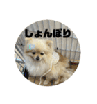 ポメラニアンのハルちゃん☆日常・挨拶（個別スタンプ：34）