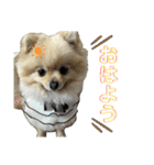 ポメラニアンのハルちゃん☆日常・挨拶（個別スタンプ：35）
