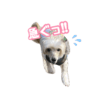 チャイクレのチビ（個別スタンプ：17）