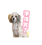 チャイクレのチビ（個別スタンプ：19）